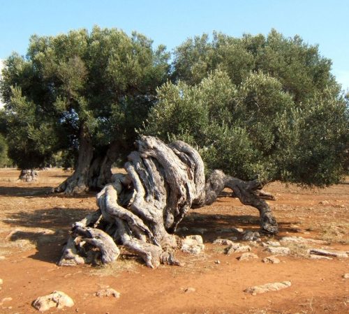 ‏‏לכידה